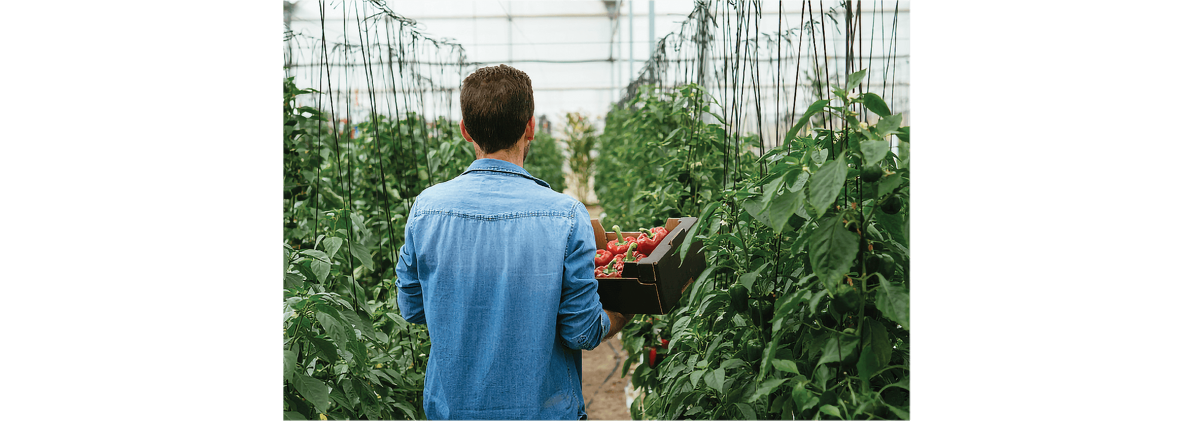 An organic vegetable grower walks along a row of tomato plants carrying a tray of tomatoes.