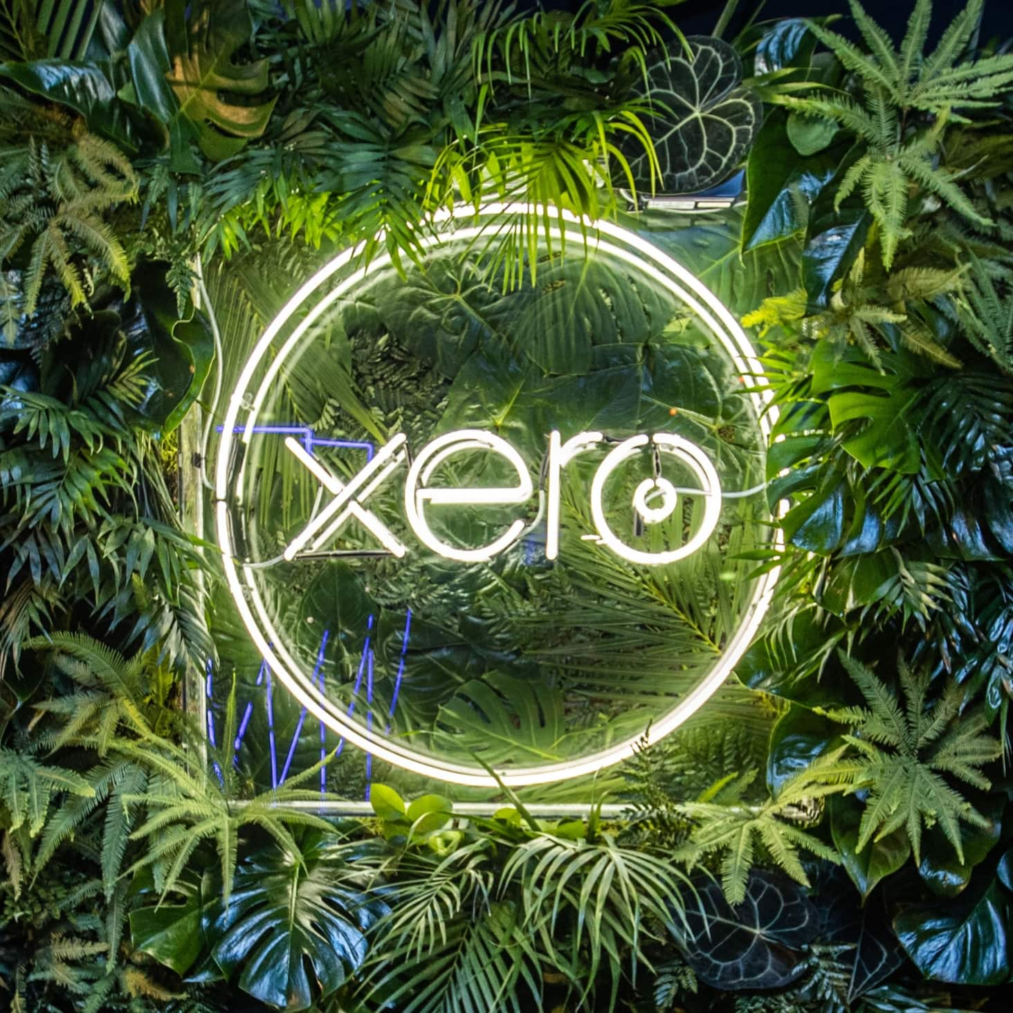 The Xero logo in neon lights against a foliage background.