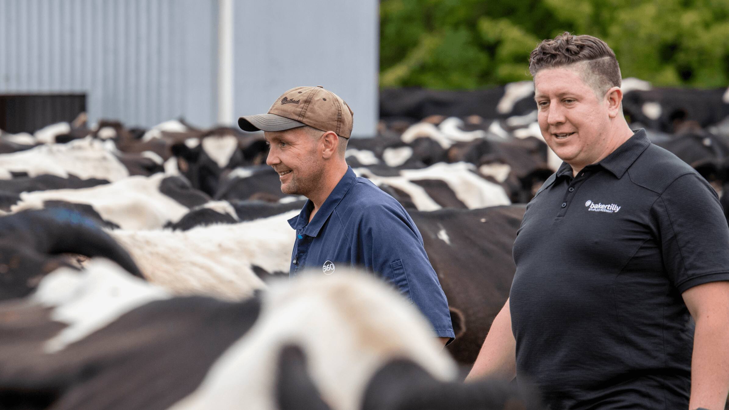 Two farmers walk through a herd of cows in a paddock.