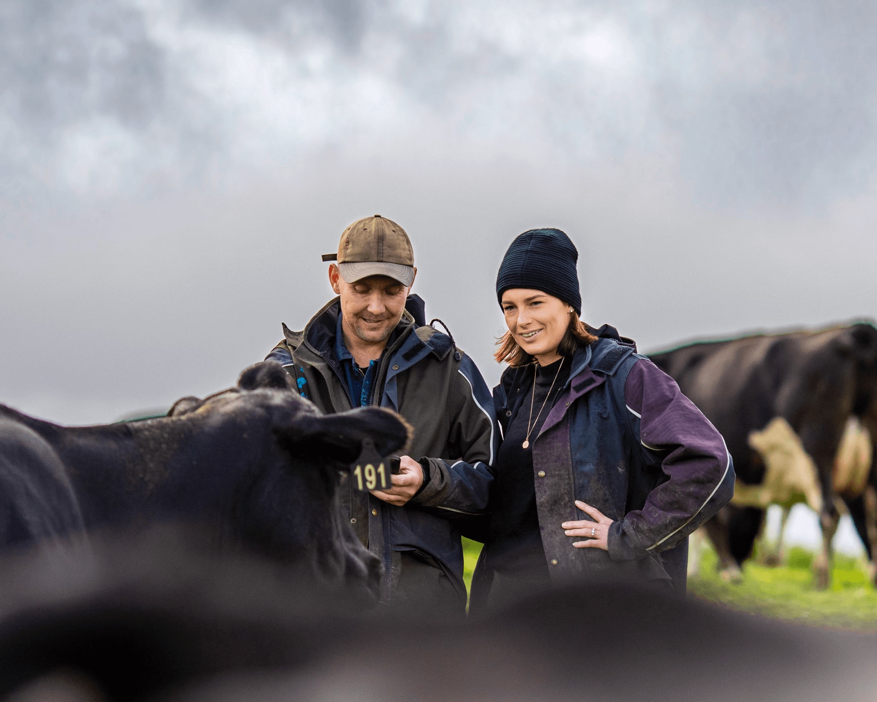 Two farmers examining cows in a field, using Xero for farming tools on a mobile device