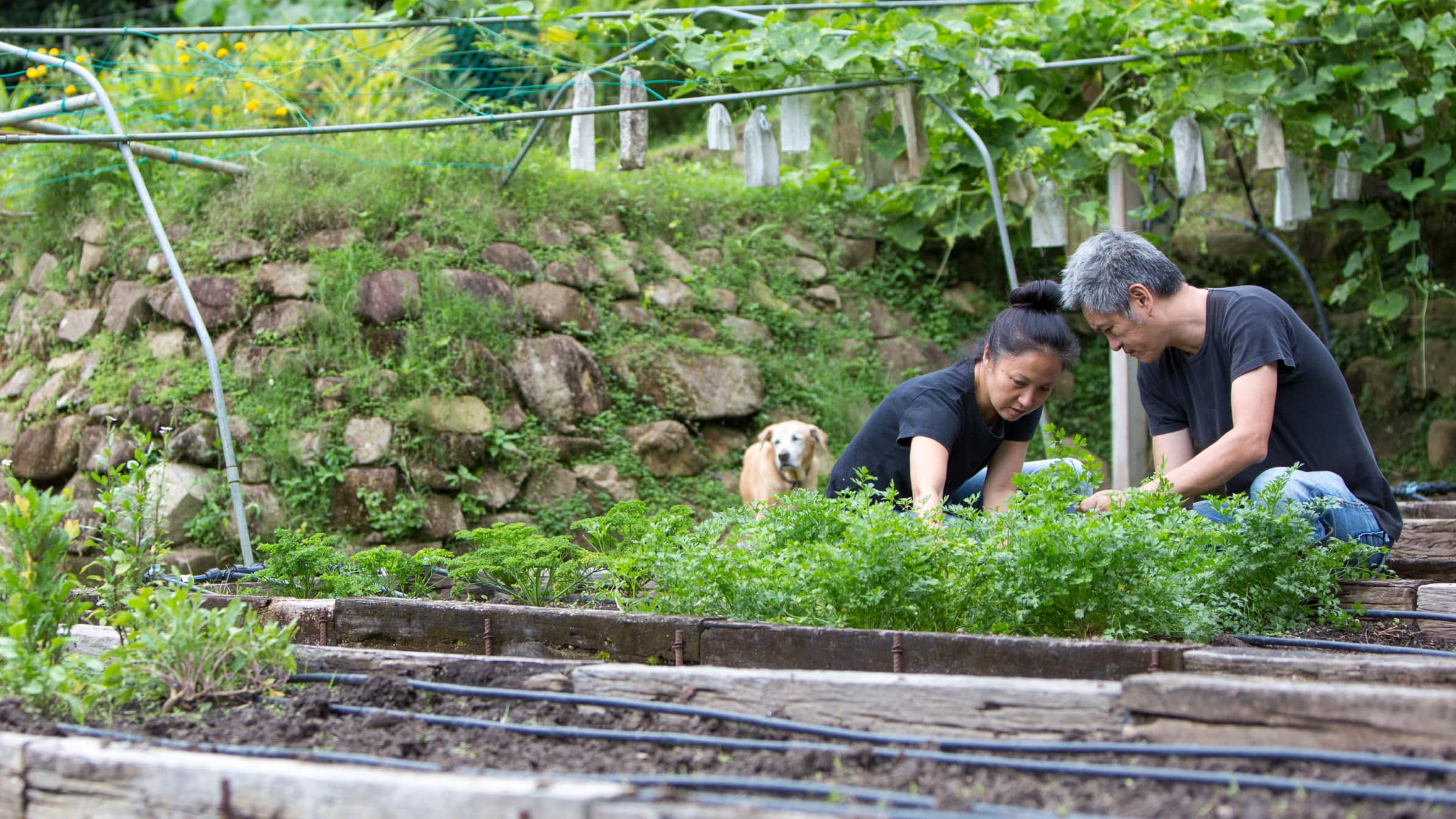 Lisa Ngan and Pete Teo pottering in their garden at A Little Farm On The Hill.