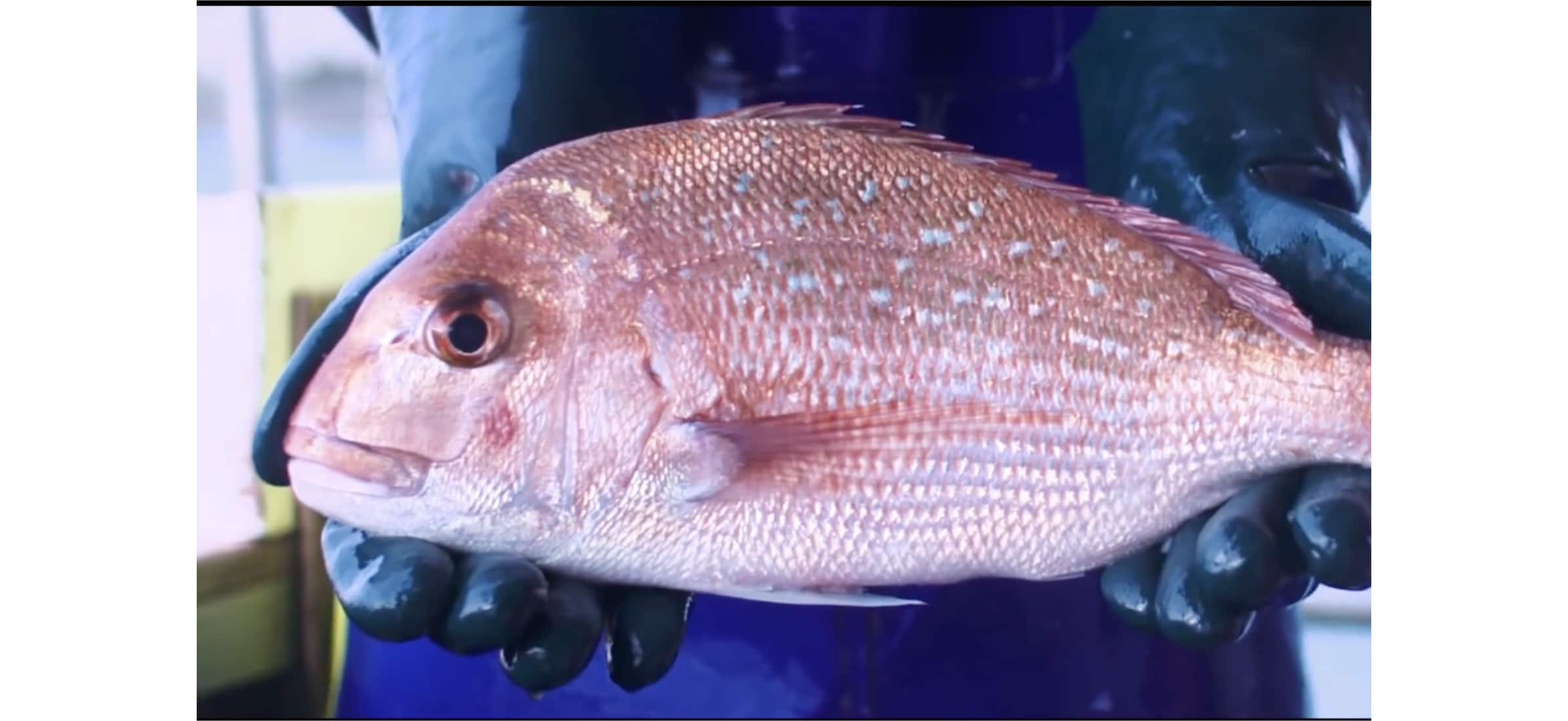 A worker with gloves on holding a fresh snapper.