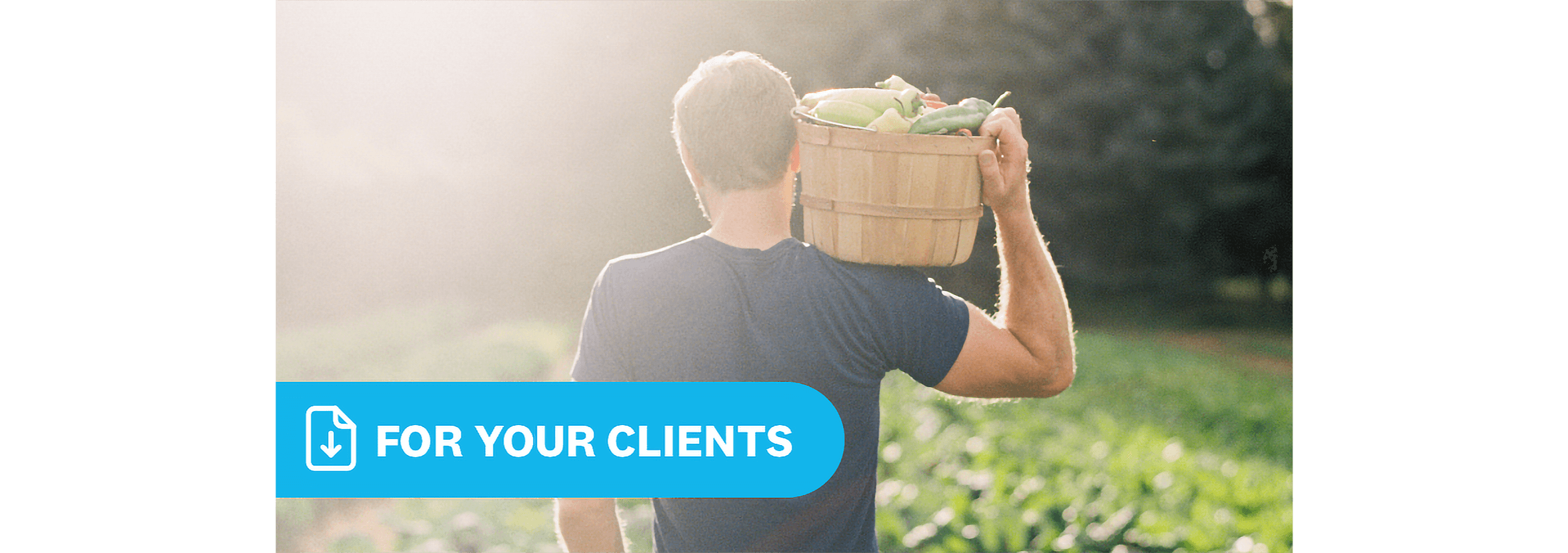 An organic gardener carries a large basket of just-picked vegetables on shoulder.