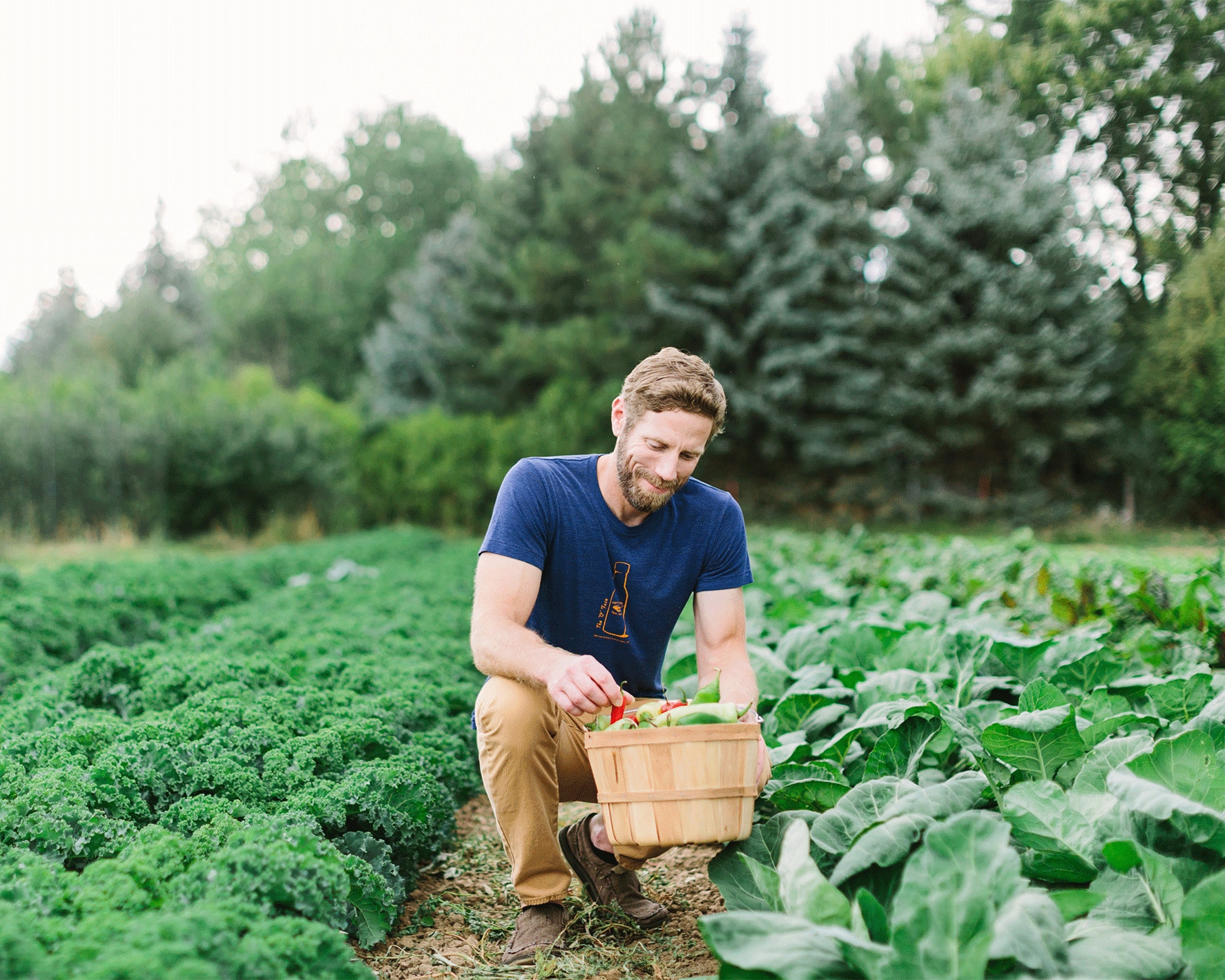 A gardener tends the vegetable crops 
