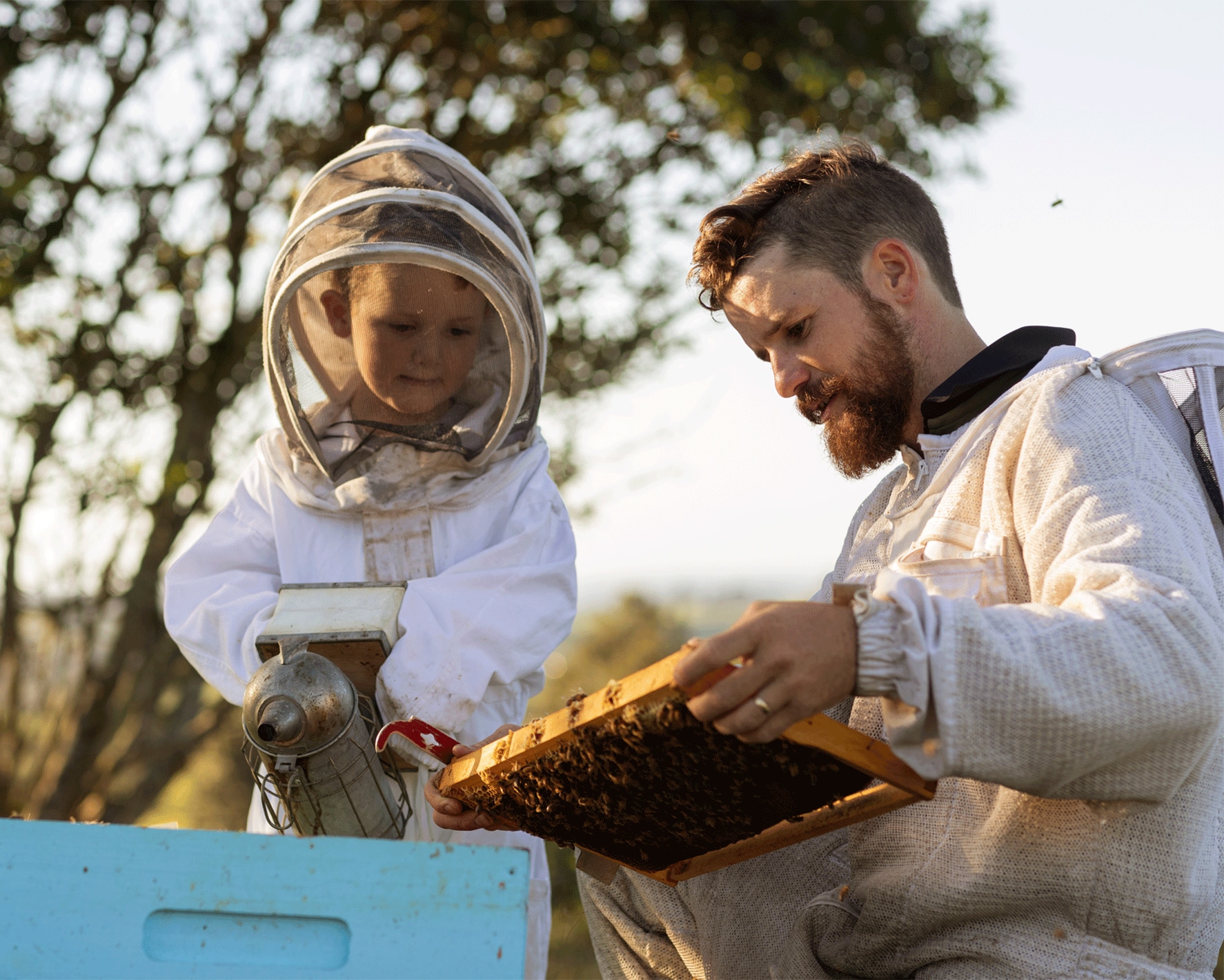 A beekeeper checks a beehive